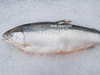 Fresh Air Flown Salmon Trout 挪威三文鱼