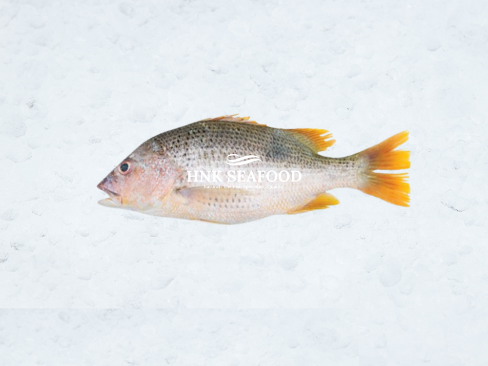 Golden snapper 红皂