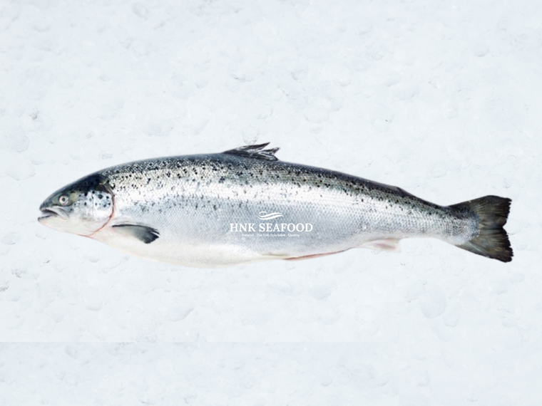 Fresh Air flown Atlantic Salmon  空运挪威三文鱼