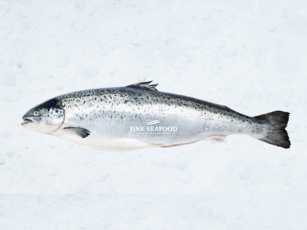 Fresh Air flown Atlantic Salmon  空运挪威三文鱼