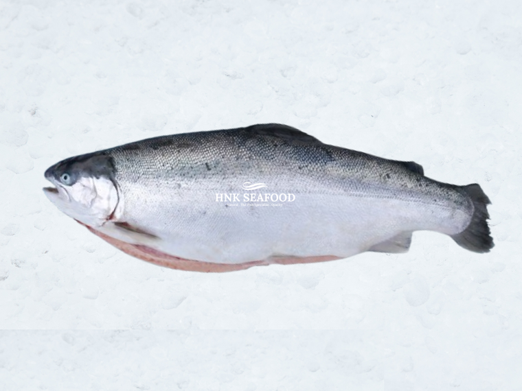 Fresh Air Flown Norwegian Fjord Trout  新鲜空运挪威峡湾鳟鱼