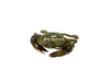 Soft Shell Crab