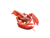 Boston lobsters