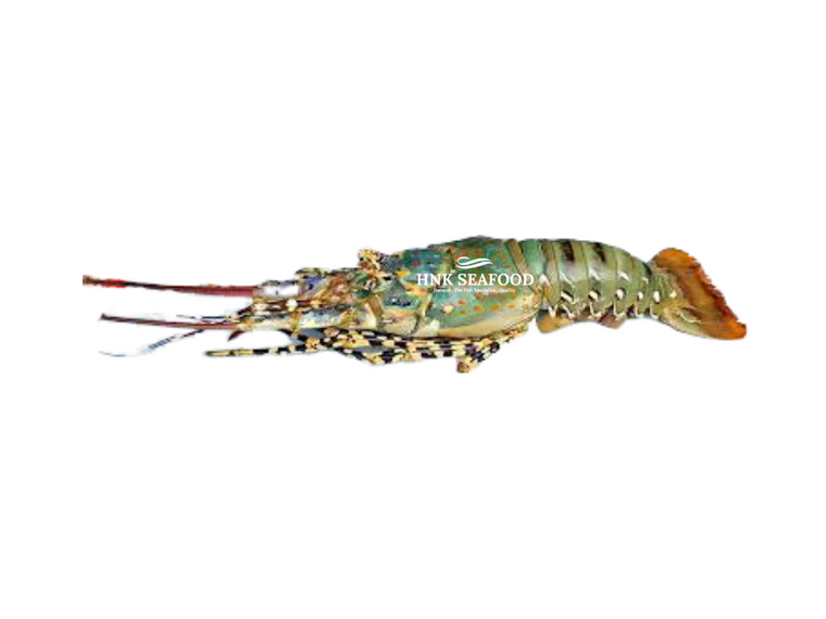 lobsters