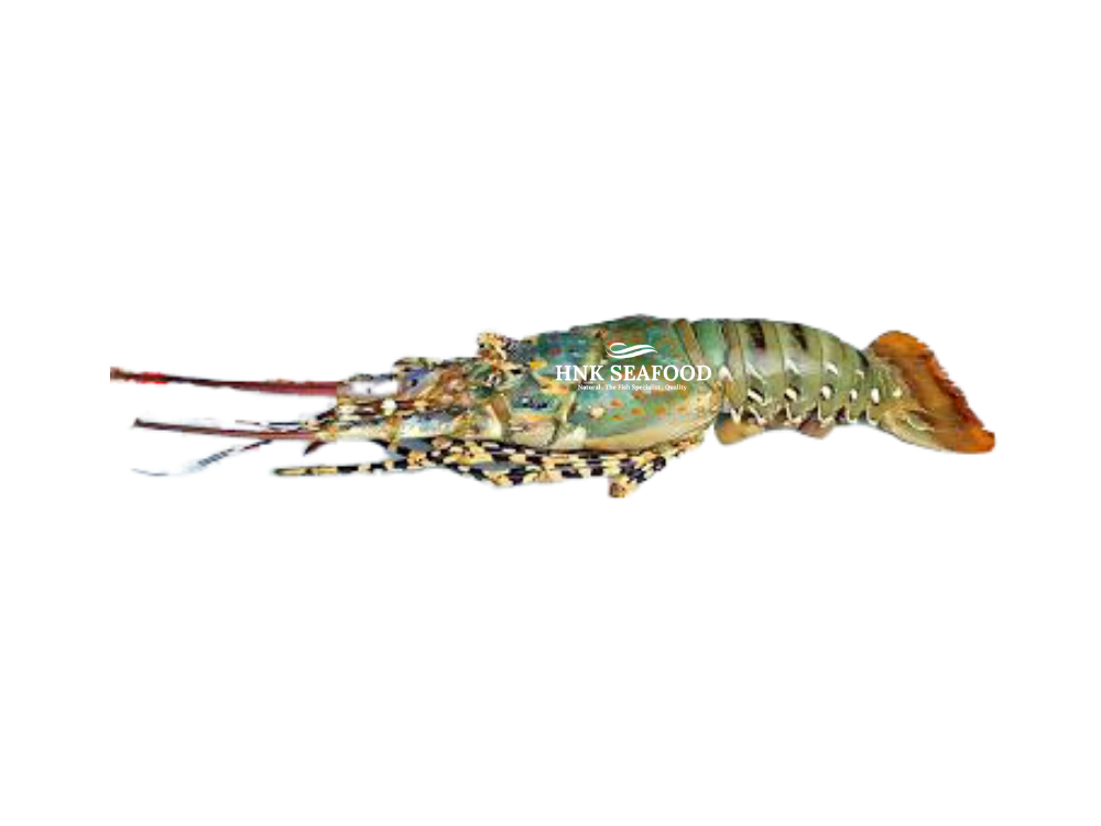 lobsters