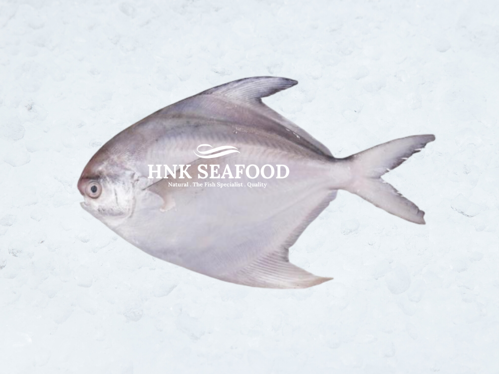 White Pomfret 白鲳