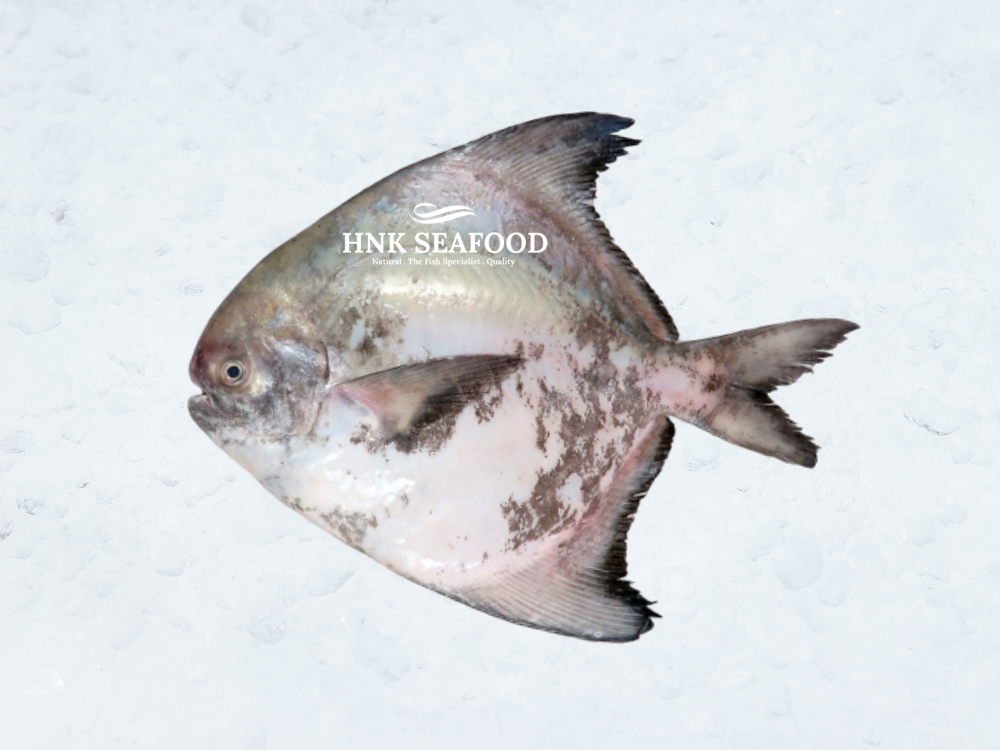 Chinese pomfret 斗鲳