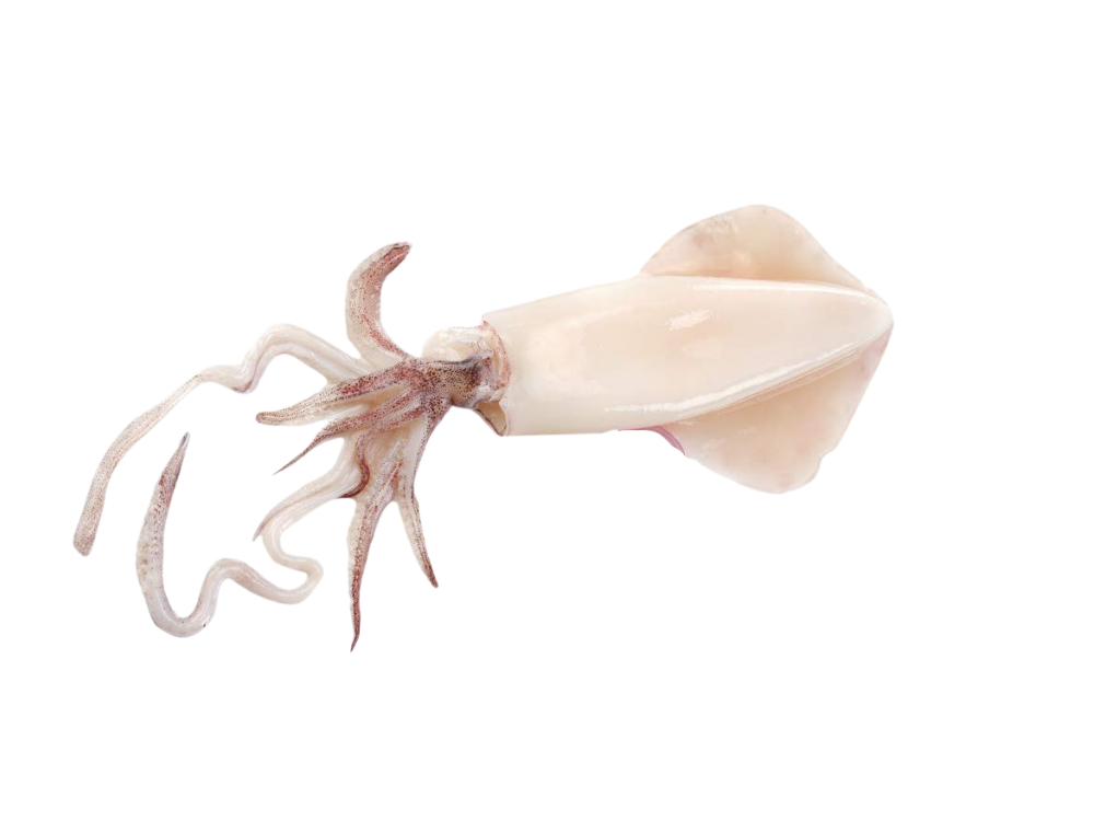 Cleaned Squid 苏东