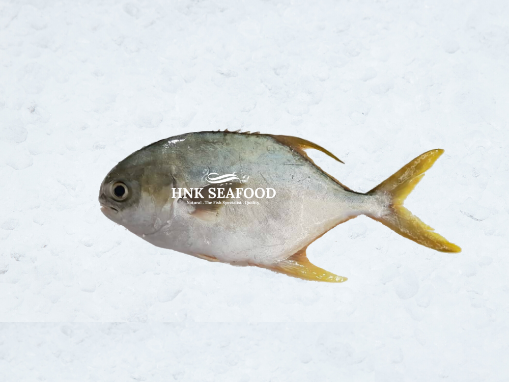 Golden pomfret 金鲳