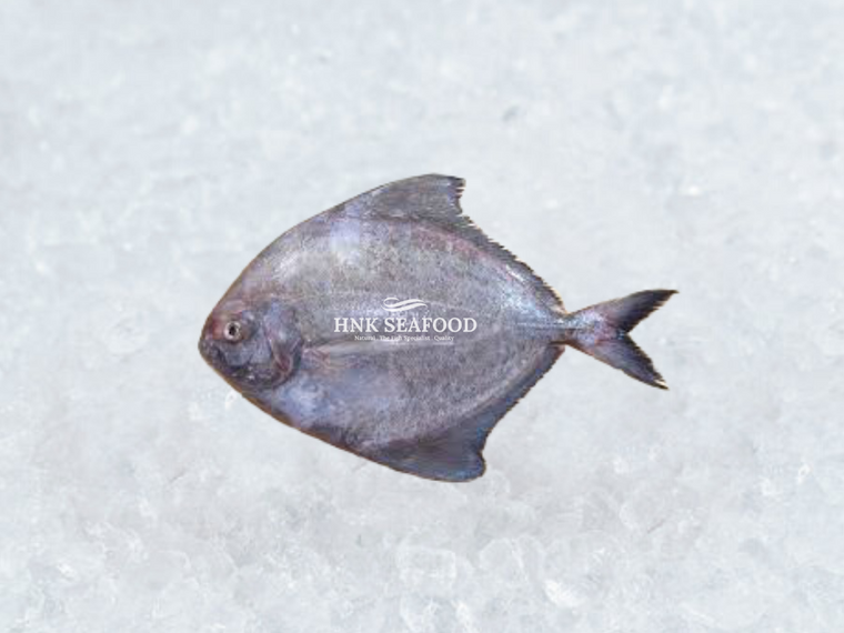 Black pomfret 黑鲳