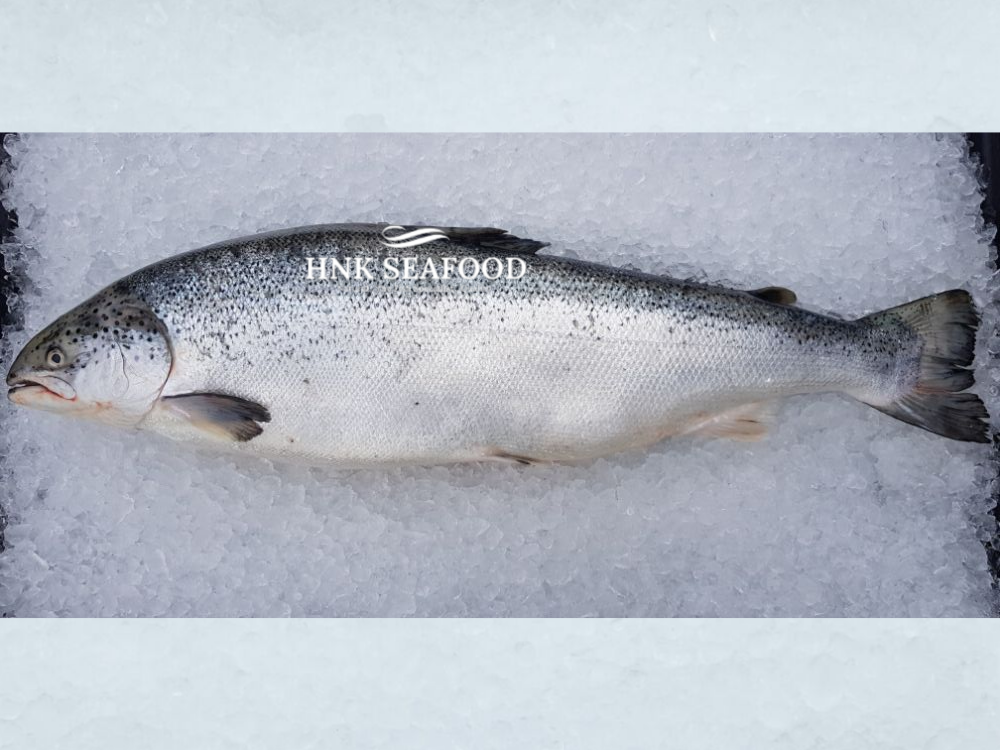 Fresh Air flown Atlantic Salmon  空运挪威三文鱼