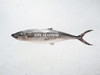 Spanish mackerel 马鲛
