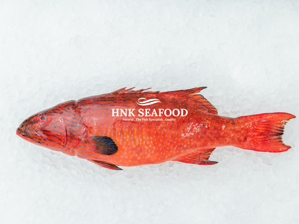 Coral Trout /  七星斑