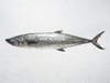 Barred spanish mackerel 竹鲛
