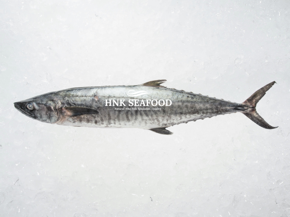 Barred spanish mackerel 竹鲛