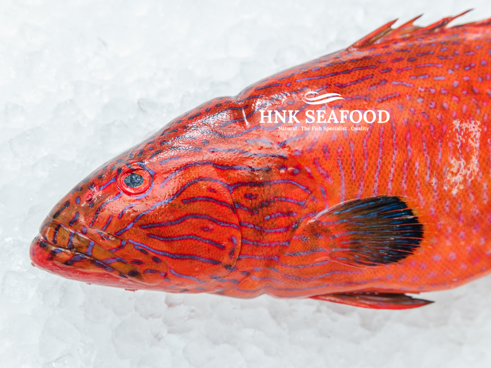 Coral Trout /  七星斑