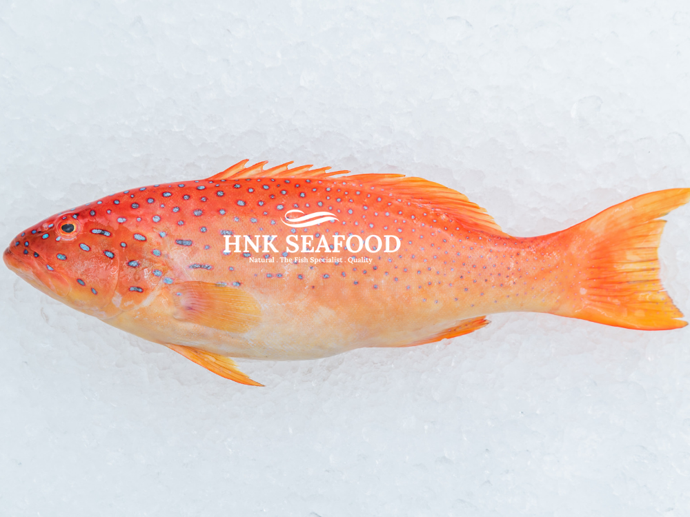 Coral Trout /  七星斑
