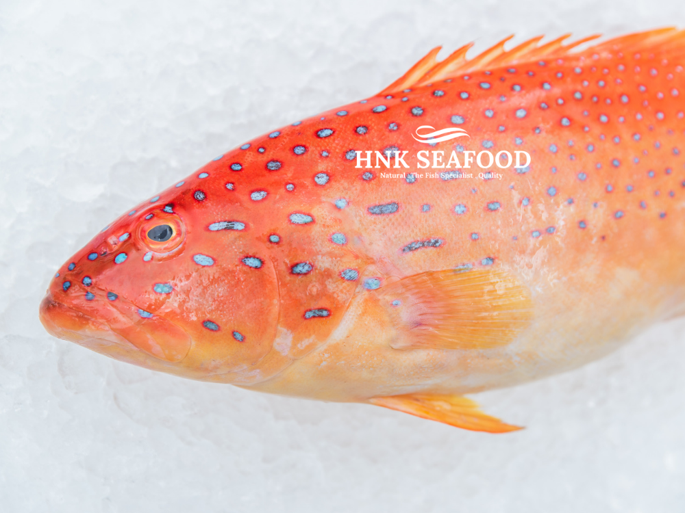 Coral Trout /  七星斑