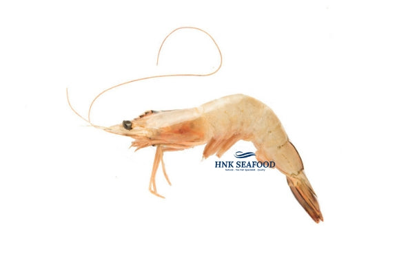 Sea White Prawn  明虾