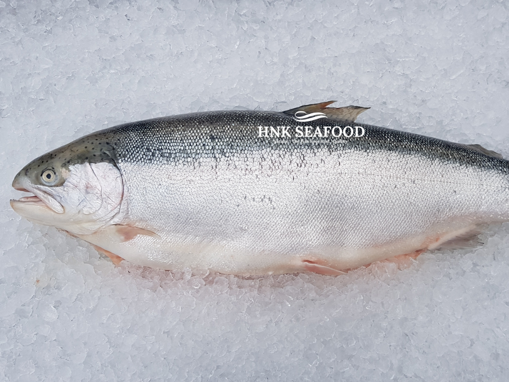 Fresh Air Flown Norwegian Fjord Trout  新鲜空运挪威峡湾鳟鱼