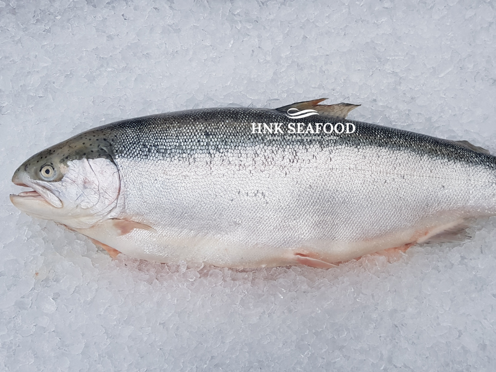 Fresh Air Flown Salmon Trout 挪威三文鱼