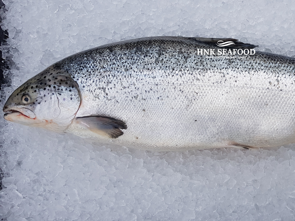 Fresh Air flown Atlantic Salmon  空运挪威三文鱼