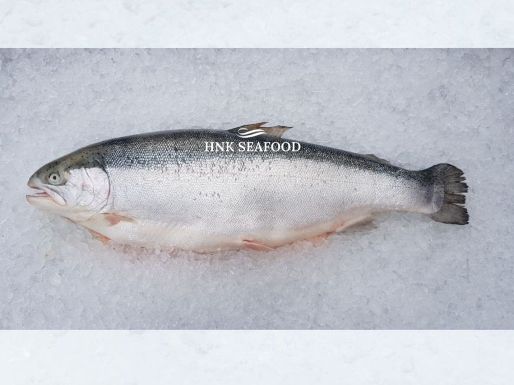 Fresh Air Flown Norwegian Fjord Trout  新鲜空运挪威峡湾鳟鱼