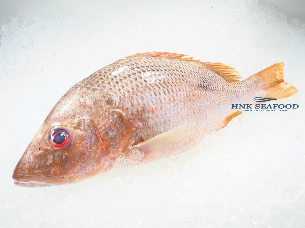 Golden snapper 红枣