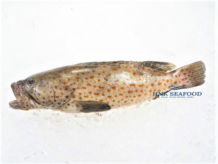 Grouper 石斑