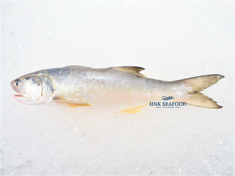 Threadfin  马友