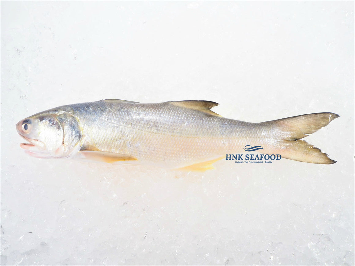 Threadfin  马友