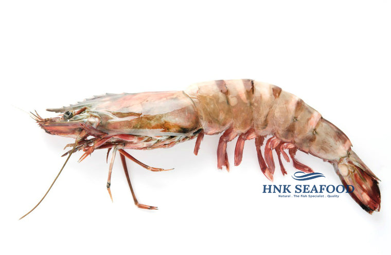 Sea Tiger Prawn 海老虎虾